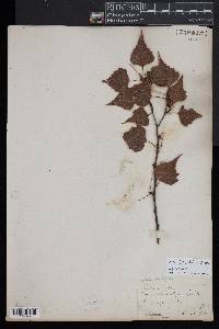 Betula populifolia image