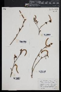 Betula populifolia image