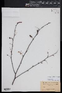 Betula populifolia image