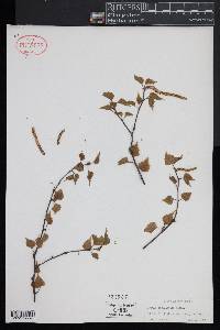 Betula populifolia image