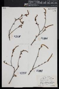 Betula populifolia image