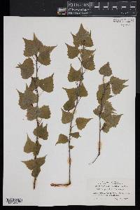 Betula populifolia image