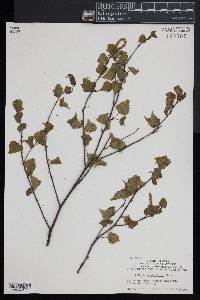 Betula populifolia image