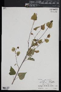 Betula populifolia image