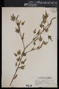 Betula populifolia image