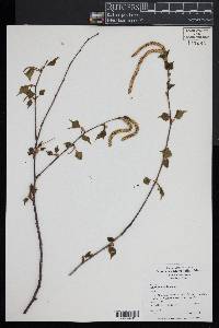 Betula populifolia image