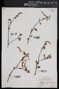 Betula populifolia image