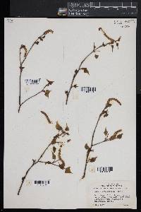 Betula populifolia image