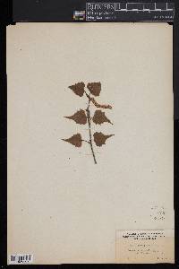 Betula populifolia image