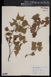 Betula populifolia image