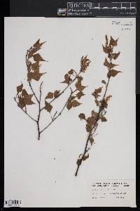 Betula populifolia image