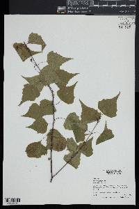 Betula populifolia image