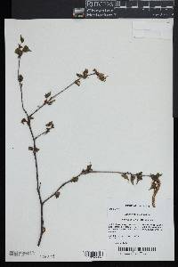 Betula populifolia image