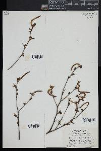 Betula populifolia image