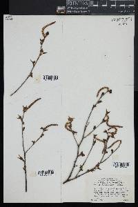 Betula populifolia image