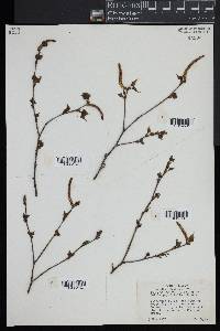 Betula populifolia image