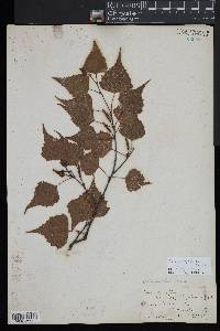 Betula populifolia image