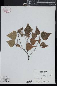 Betula populifolia image