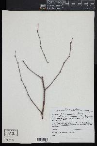 Betula populifolia image