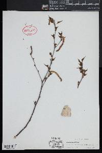 Betula populifolia image