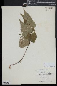 Betula populifolia image