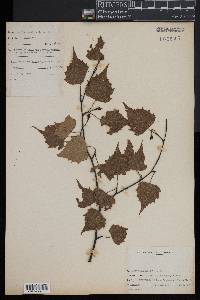 Betula populifolia image