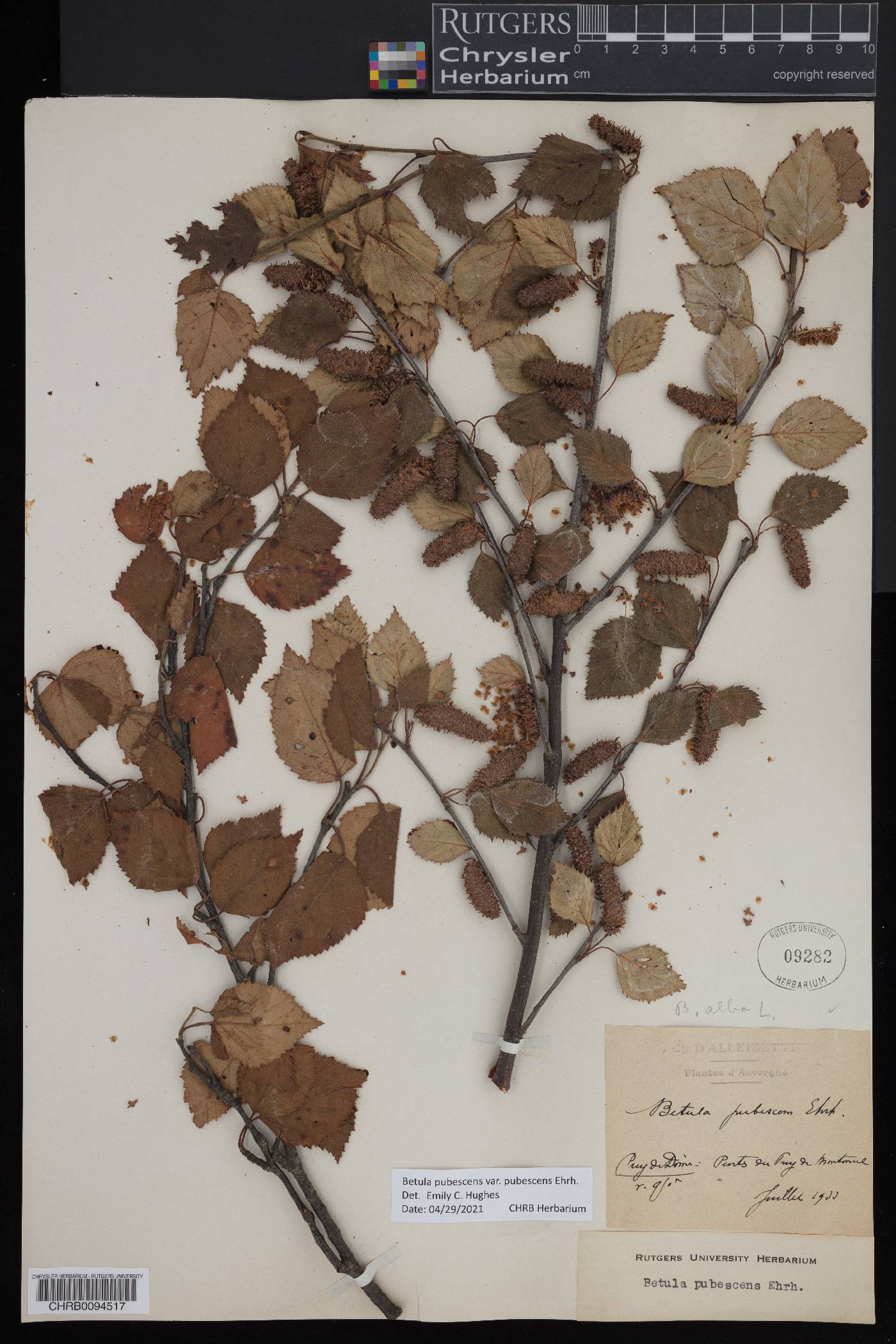 Betula pubescens image