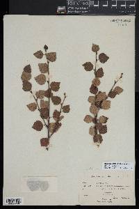 Betula pubescens var. pubescens image