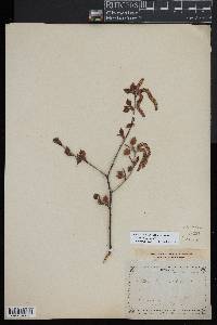 Betula pubescens var. pubescens image