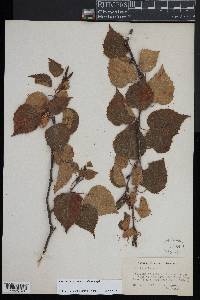 Betula cordifolia image