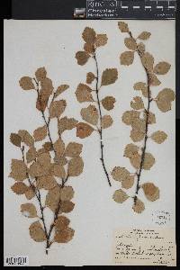 Betula pumila image