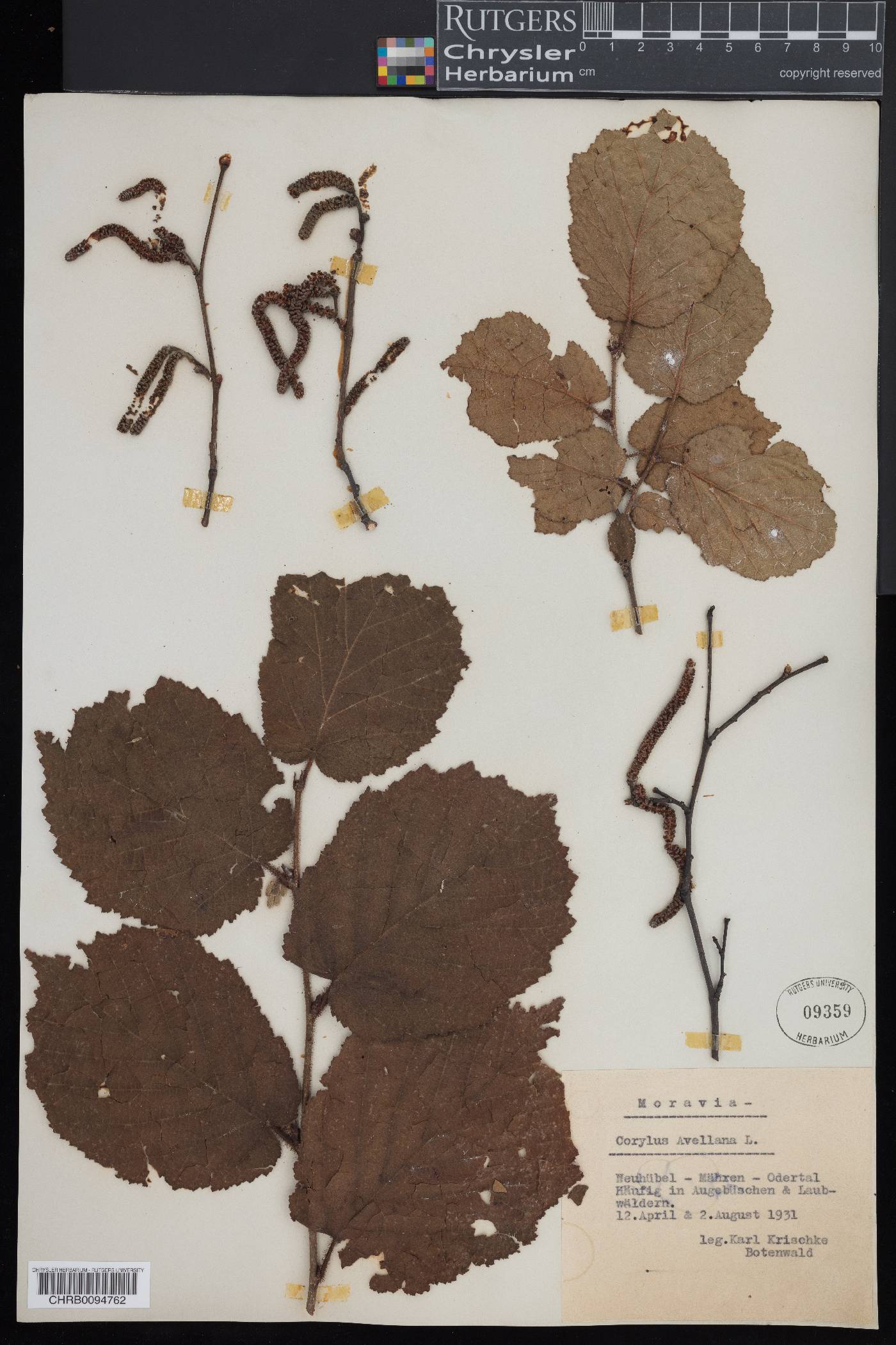 Corylus avellana image