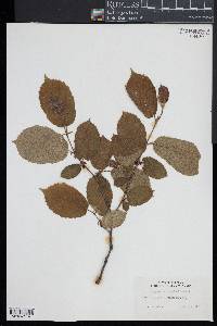 Corylus chinensis image