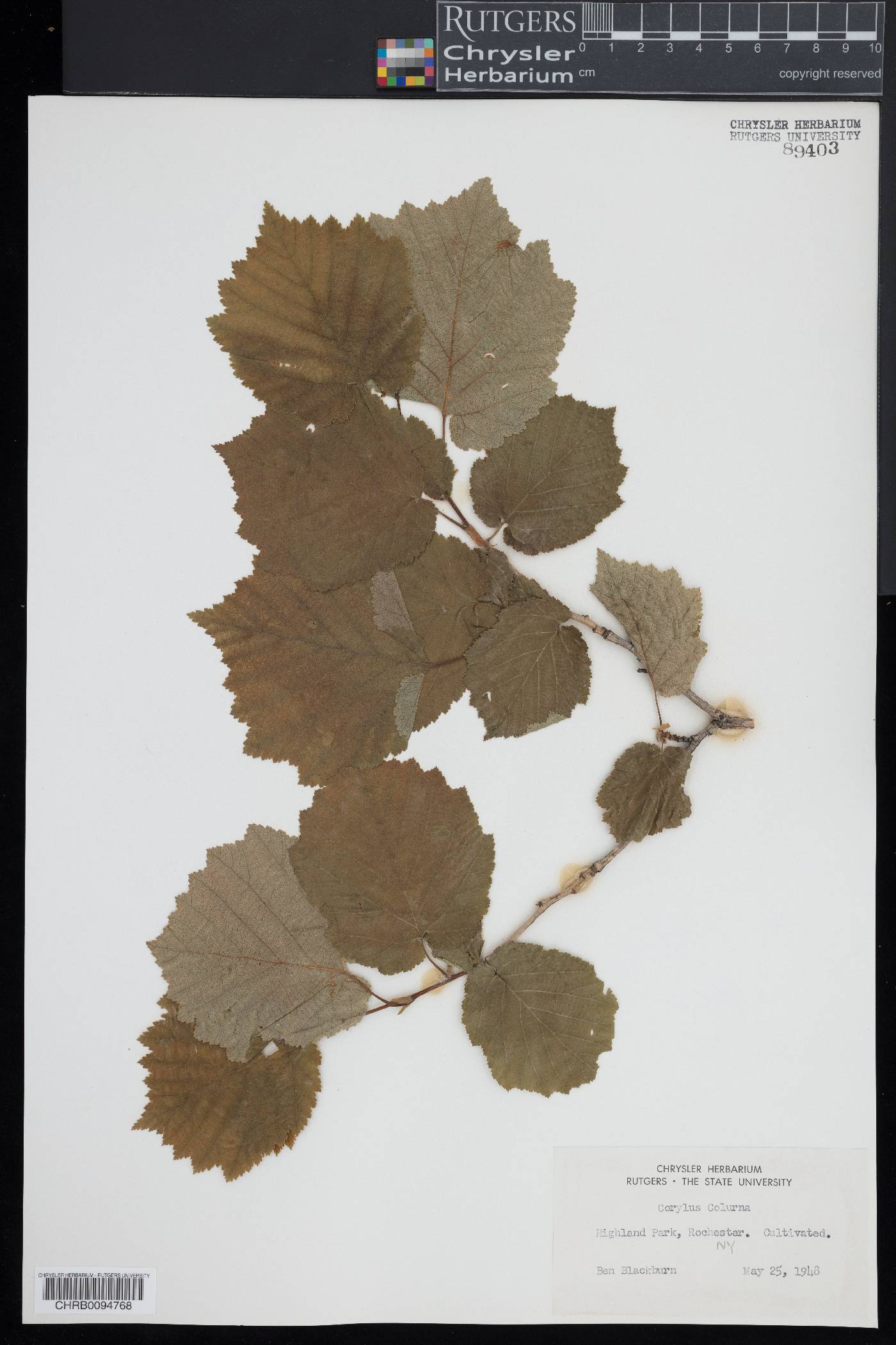 Corylus chinensis image