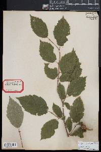 Corylus cornuta image