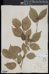 Corylus cornuta image