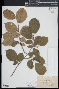 Corylus cornuta image