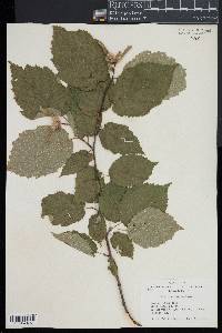 Corylus cornuta image