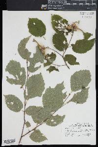 Corylus cornuta image