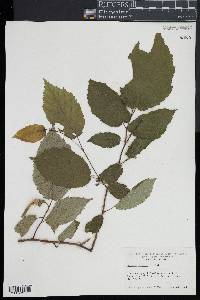 Corylus cornuta image