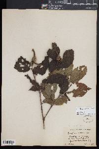 Corylus cornuta image