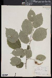 Corylus cornuta image