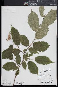 Corylus cornuta image