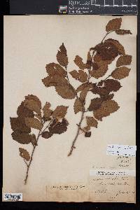 Corylus cornuta image