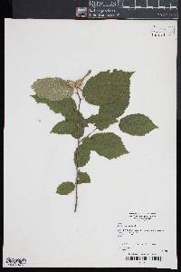 Corylus cornuta image