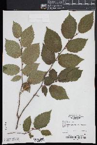 Corylus cornuta image