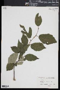 Corylus cornuta image