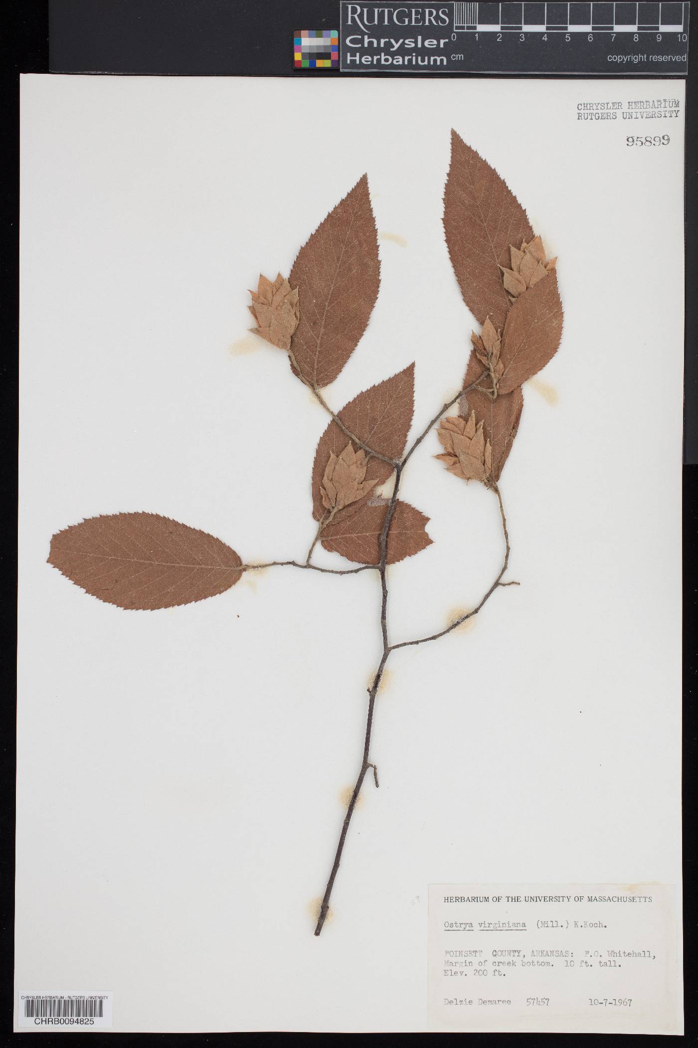 Ostrya carpinifolia image
