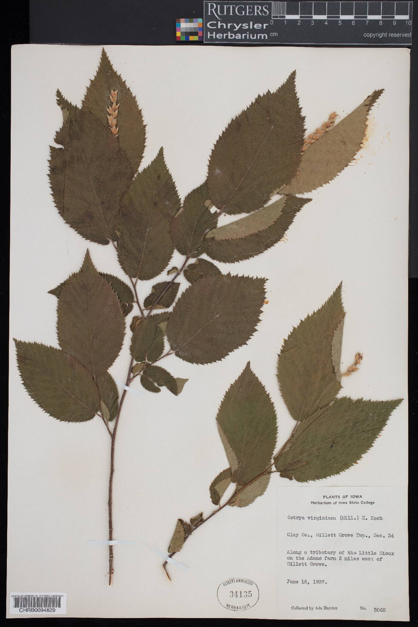 Ostrya carpinifolia image