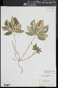 Humulus japonicus image